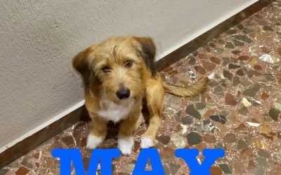 Adottato  – Max